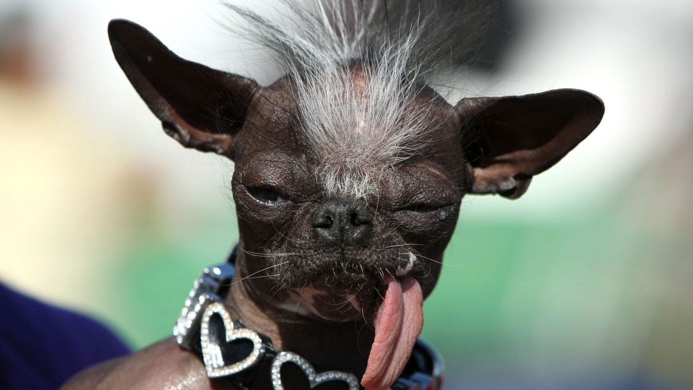 the ugliest dog on earth